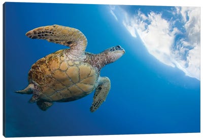 A Green Sea Turtle, Chelonia Mydas, Heads To The Surface For A Breath, Hawaii Canvas Art Print - David Fleetham