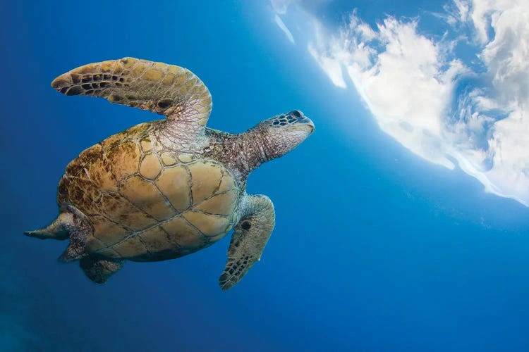 A Green Sea Turtle, Chelonia Mydas, Heads To The Surface For A Breath, Hawaii