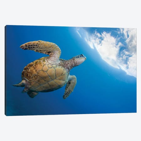 A Green Sea Turtle, Chelonia Mydas, Heads To The Surface For A Breath, Hawaii Canvas Print #DFH66} by David Fleetham Canvas Art