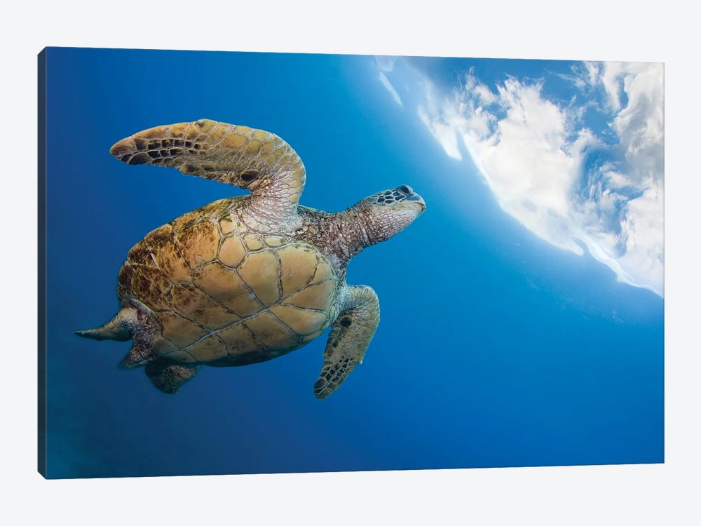 A Green Sea Turtle, Chelonia Mydas, Heads To The Surface For A Breath, Hawaii by David Fleetham 1-piece Canvas Art