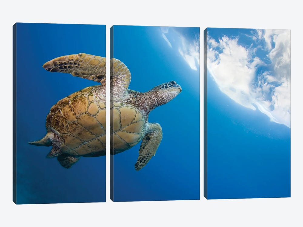 A Green Sea Turtle, Chelonia Mydas, Heads To The Surface For A Breath, Hawaii by David Fleetham 3-piece Canvas Wall Art