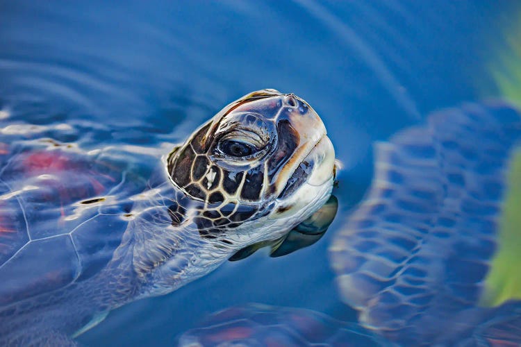 A Green Sea Turtle, Chelonia Mydas, Lifts Its Head For A Breath Off Maui, Hawaii