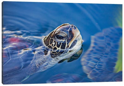 A Green Sea Turtle, Chelonia Mydas, Lifts Its Head For A Breath Off Maui, Hawaii Canvas Art Print - David Fleetham