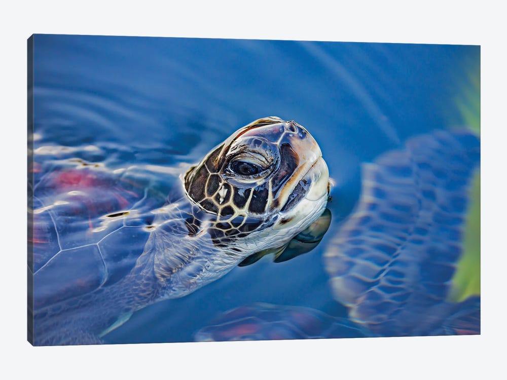 A Green Sea Turtle, Chelonia Mydas, Lifts Its Head For A Breath Off Maui, Hawaii by David Fleetham 1-piece Canvas Art Print