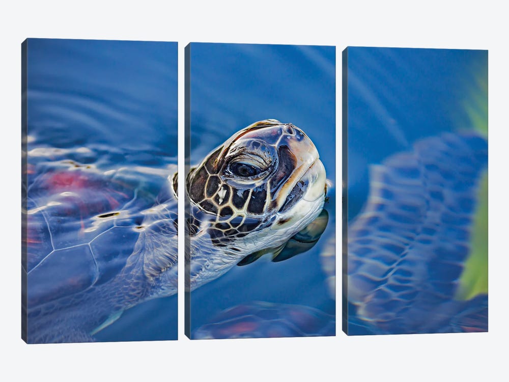 A Green Sea Turtle, Chelonia Mydas, Lifts Its Head For A Breath Off Maui, Hawaii by David Fleetham 3-piece Art Print