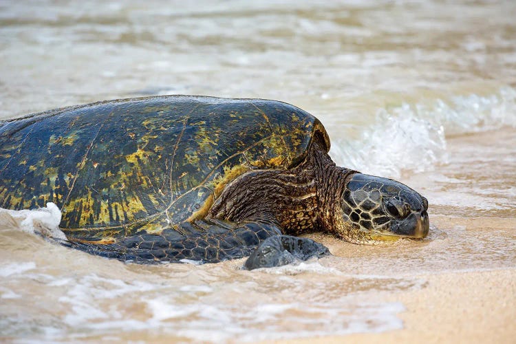 A Green Sea Turtle, Chelonia Mydas, Makes It's Way From The Pacific Ocean Onto The Beach, Maui, Hawaii