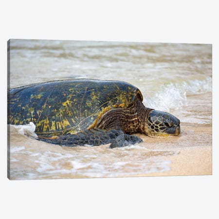 A Green Sea Turtle, Chelonia Mydas, Makes It's Way From The Pacific Ocean Onto The Beach, Maui, Hawaii Canvas Print #DFH68} by David Fleetham Art Print