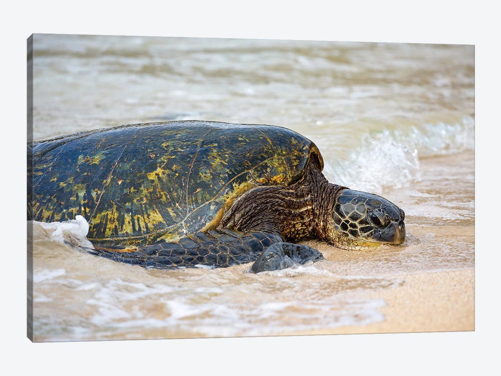 A Green Sea Turtle, Chelonia Mydas, Makes It's Way From The Pacific Ocean Onto The Beach, Maui, Hawaii by David Fleetham 1-piece Canvas Wall Art