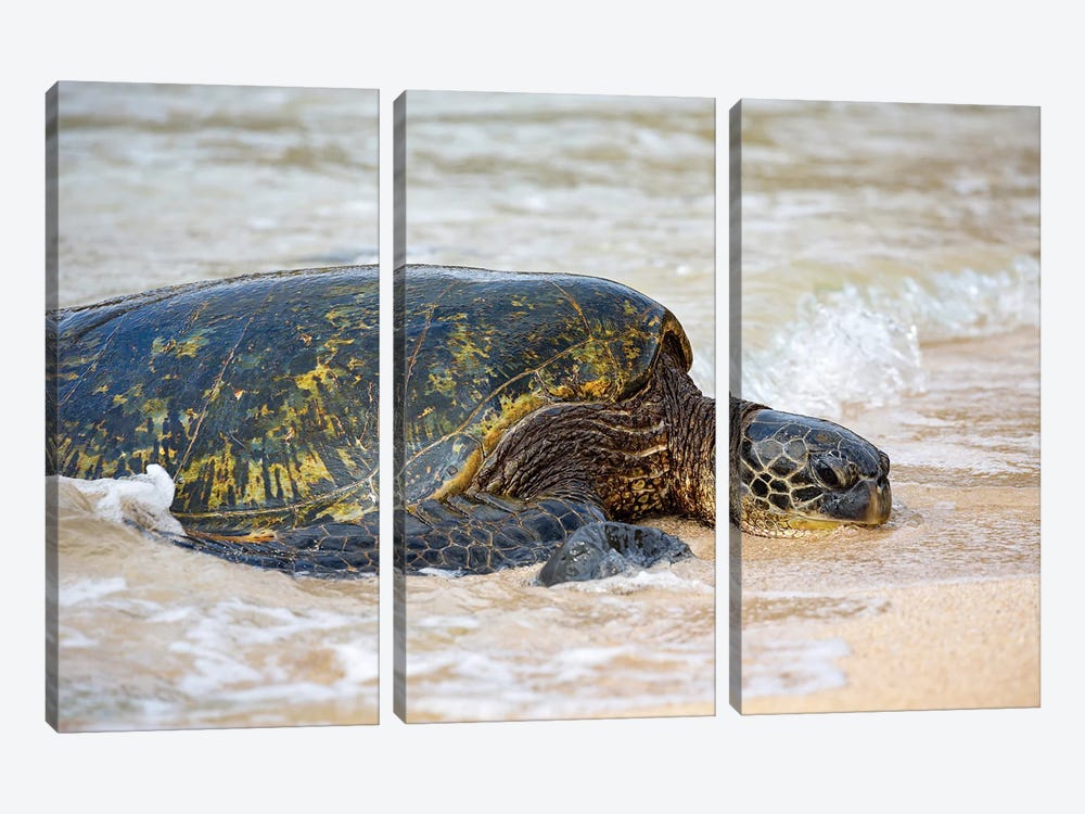 A Green Sea Turtle, Chelonia Mydas, Makes It's Way From The Pacific Ocean Onto The Beach, Maui, Hawaii by David Fleetham 3-piece Canvas Artwork