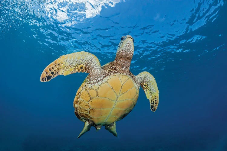 A Green Sea Turtle, Chelonia Mydas, Makes It's Way To The Surface Off Maui, Hawaii