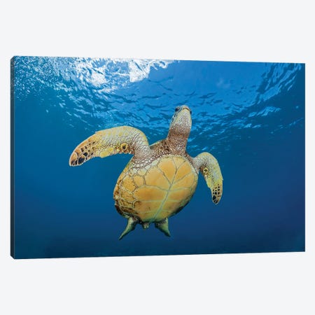 A Green Sea Turtle, Chelonia Mydas, Makes It's Way To The Surface Off Maui, Hawaii Canvas Print #DFH69} by David Fleetham Canvas Print