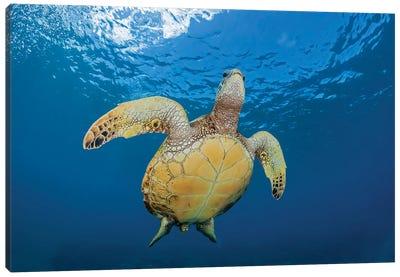 A Green Sea Turtle, Chelonia Mydas, Makes It's Way To The Surface Off Maui, Hawaii Canvas Art Print - David Fleetham