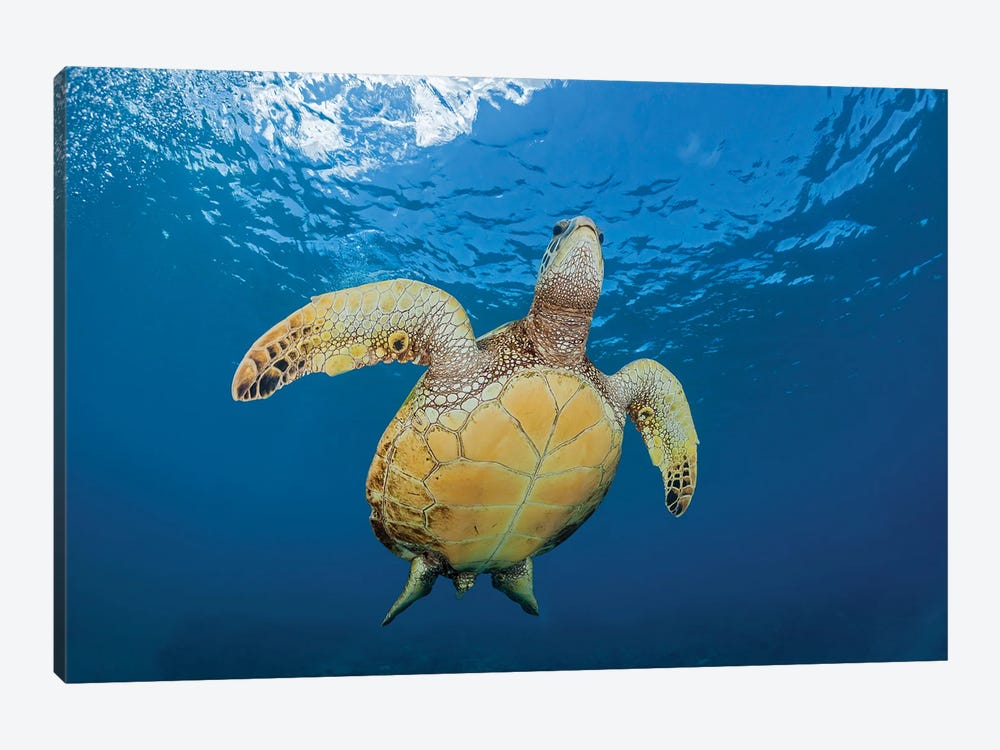 A Green Sea Turtle, Chelonia Mydas, Makes It's Way To The Surface Off Maui, Hawaii by David Fleetham 1-piece Canvas Print