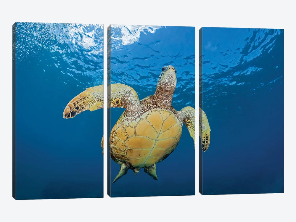 A Green Sea Turtle, Chelonia Mydas, Makes It's Way To The Surface Off Maui, Hawaii by David Fleetham 3-piece Canvas Art Print
