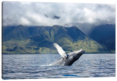 A Humpback Whale Breaches Off The Coast Of West Maui, Hawaii Canvas Art Print - Hawaii Art