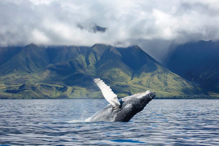 A Humpback Whale Breaches Off The Coast Of West Maui, Hawaii