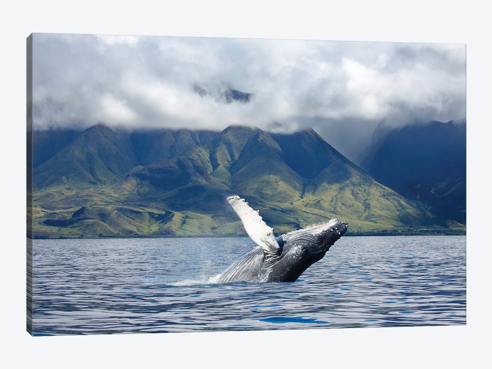A Humpback Whale Breaches Off The Coast Of West Maui, Hawaii by David Fleetham 1-piece Art Print
