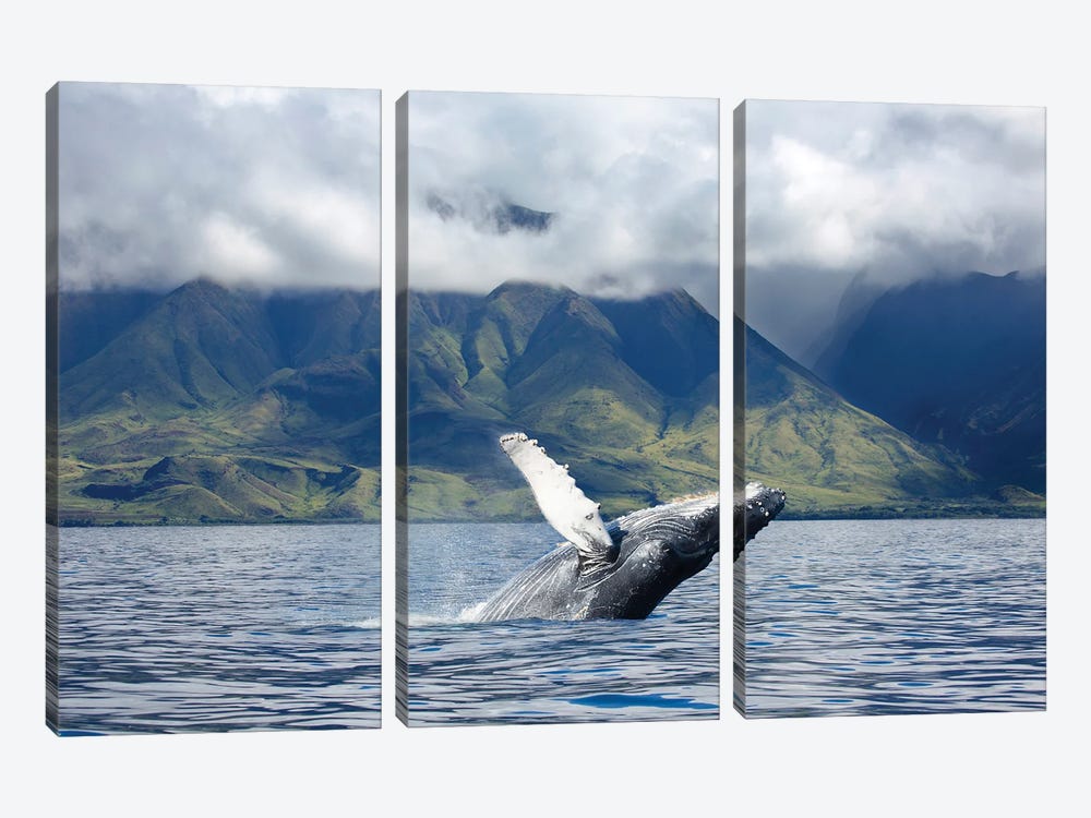 A Humpback Whale Breaches Off The Coast Of West Maui, Hawaii by David Fleetham 3-piece Canvas Print