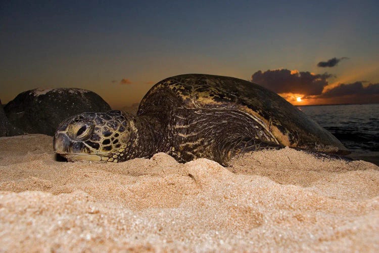 A Green Sea Turtle Resting On A Beach At Sunset On The North Shore Of Oahu, Hawaii