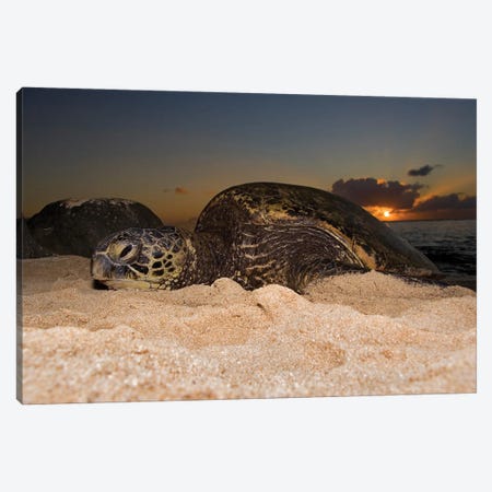 A Green Sea Turtle, Chelonia Mydas, Resting On A Beach At Sunset On The North Shore Of Oahu, Hawaii Canvas Print #DFH70} by David Fleetham Canvas Art