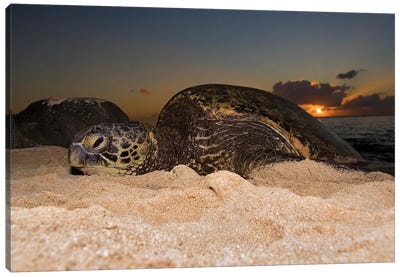 A Green Sea Turtle, Chelonia Mydas, Resting On A Beach At Sunset On The North Shore Of Oahu, Hawaii Canvas Art Print - David Fleetham