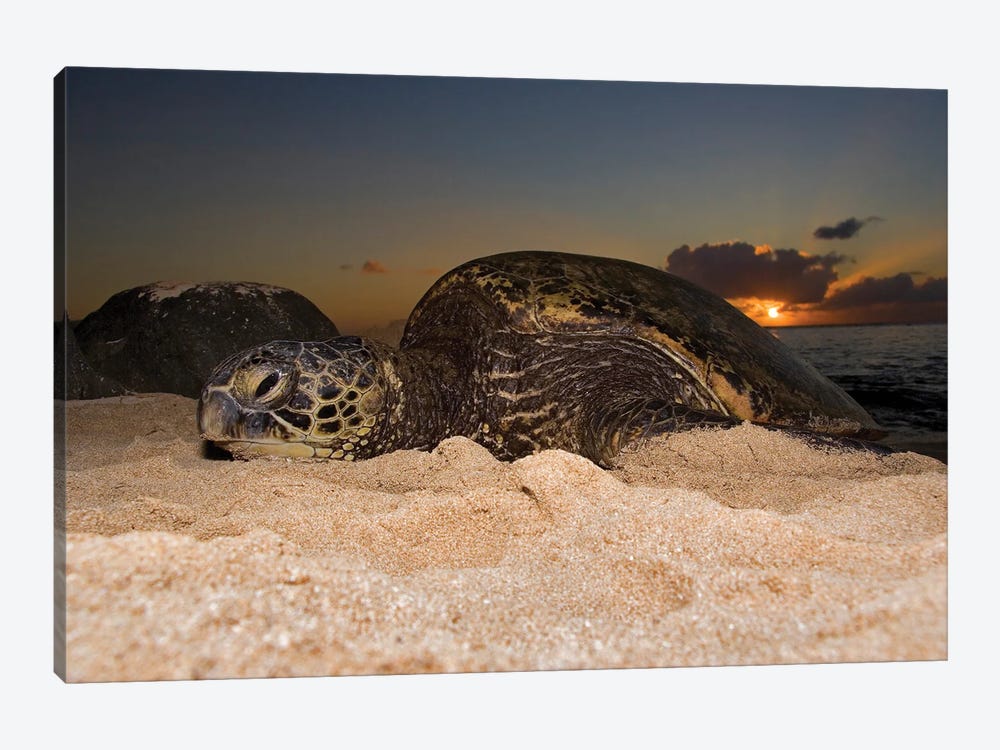A Green Sea Turtle, Chelonia Mydas, Resting On A Beach At Sunset On The North Shore Of Oahu, Hawaii by David Fleetham 1-piece Canvas Art Print