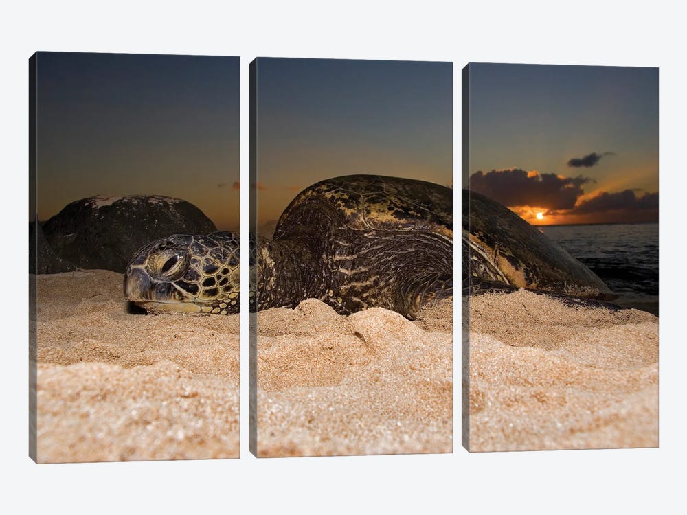 A Green Sea Turtle, Chelonia Mydas, Resting On A Beach At Sunset On The North Shore Of Oahu, Hawaii by David Fleetham 3-piece Canvas Art Print