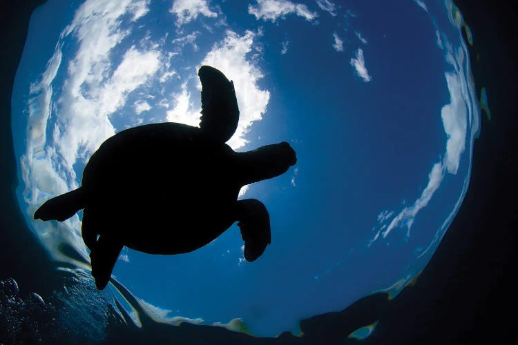 A Green Sea Turtle, Chelonia Mydas, Surfaces For A Breath Off The Coast Of Maui