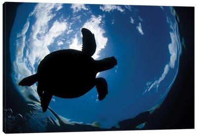 A Green Sea Turtle, Chelonia Mydas, Surfaces For A Breath Off The Coast Of Maui Canvas Art Print - Maui Art