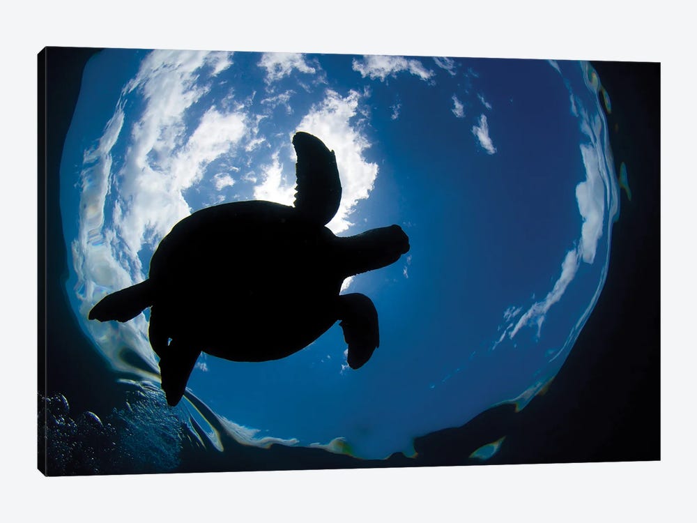 A Green Sea Turtle, Chelonia Mydas, Surfaces For A Breath Off The Coast Of Maui by David Fleetham 1-piece Canvas Art