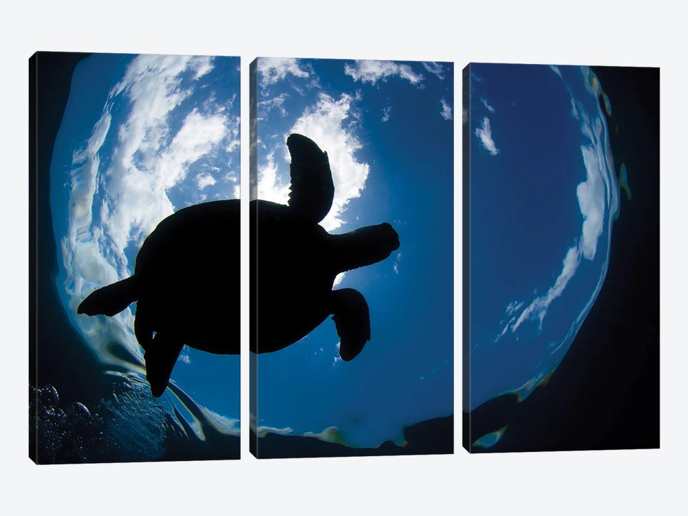 A Green Sea Turtle, Chelonia Mydas, Surfaces For A Breath Off The Coast Of Maui by David Fleetham 3-piece Canvas Art