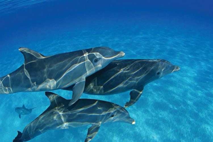 A Group Of Atlantic Bottlenose Dolphins, Tursiops Truncatus, In The Bahama Banks