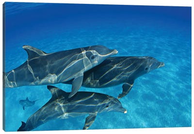 A Group Of Atlantic Bottlenose Dolphins, Tursiops Truncatus, In The Bahama Banks Canvas Art Print - Dolphin Art