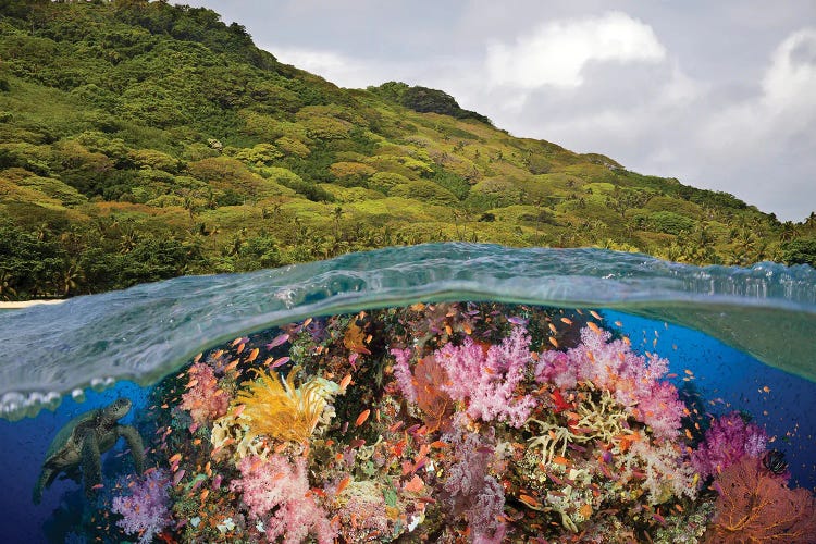 A Half Above, Half Below Look At A Fijian Reef With Gorgonian Coral And A Green Sea Turtle, Fiji