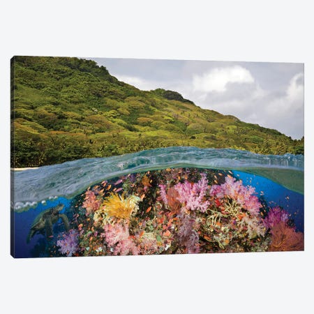 A Half Above, Half Below Look At A Fijian Reef With Gorgonian Coral And A Green Sea Turtle, Fiji Canvas Print #DFH73} by David Fleetham Canvas Artwork