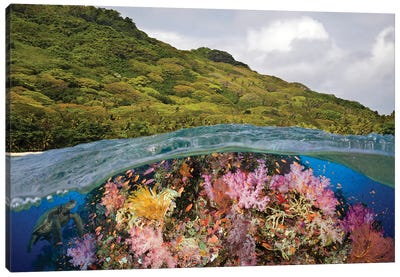 A Half Above, Half Below Look At A Fijian Reef With Gorgonian Coral And A Green Sea Turtle, Fiji Canvas Art Print - Underwater Art
