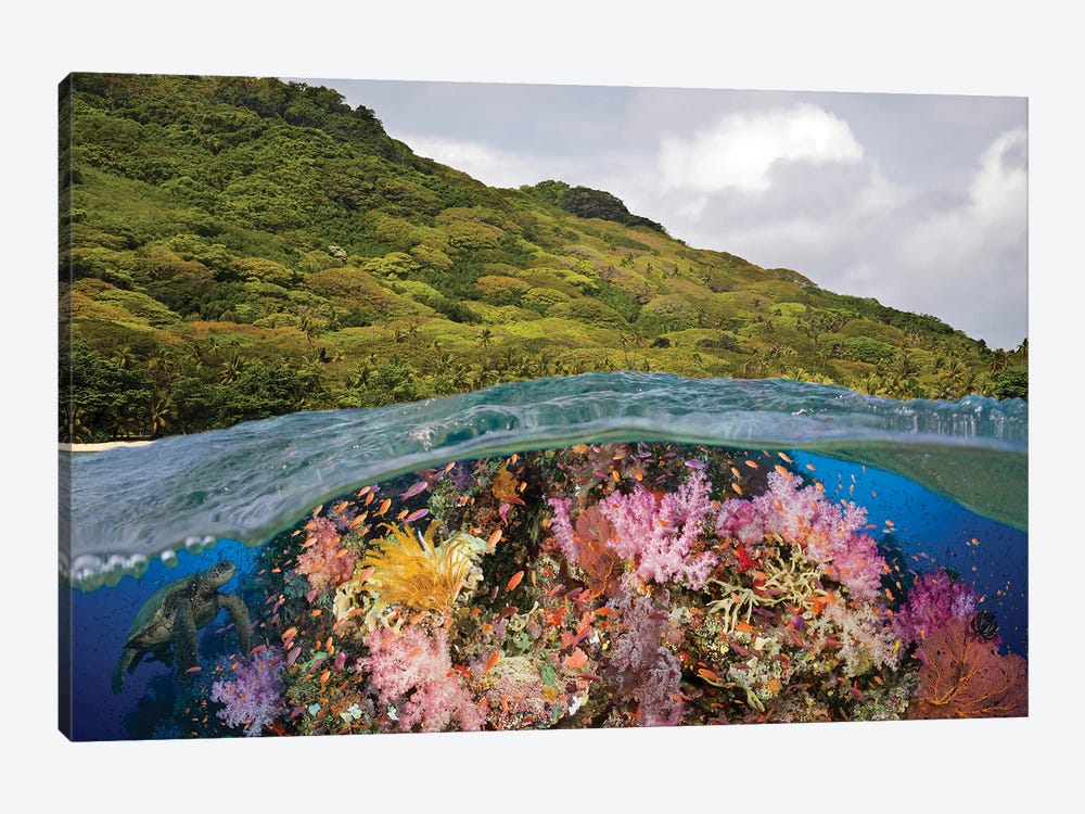 A Half Above, Half Below Look At A Fijian Reef With Gorgonian Coral And A Green Sea Turtle, Fiji by David Fleetham 1-piece Canvas Artwork