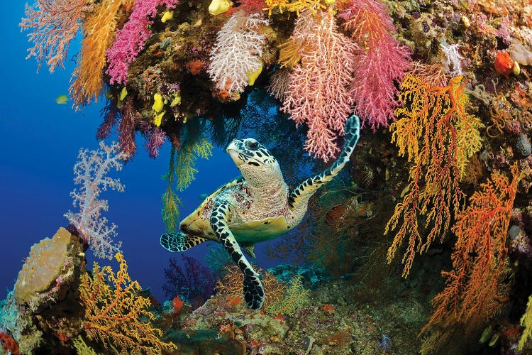 A Hawksbill Sea Turtle, Eretmochelys Imbricata, In A Colorful Overhang On A Reef In The Koro Sea, Fiji