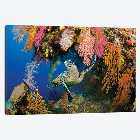 A Hawksbill Sea Turtle, Eretmochelys Imbricata, In A Colorful Overhang On A Reef In The Koro Sea, Fiji Canvas Print #DFH74} by David Fleetham Canvas Art Print