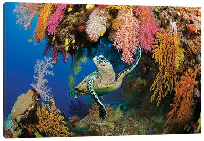 A Hawksbill Sea Turtle, Eretmochelys Imbricata, In A Colorful Overhang On A Reef In The Koro Sea, Fiji Canvas Art Print - David Fleetham