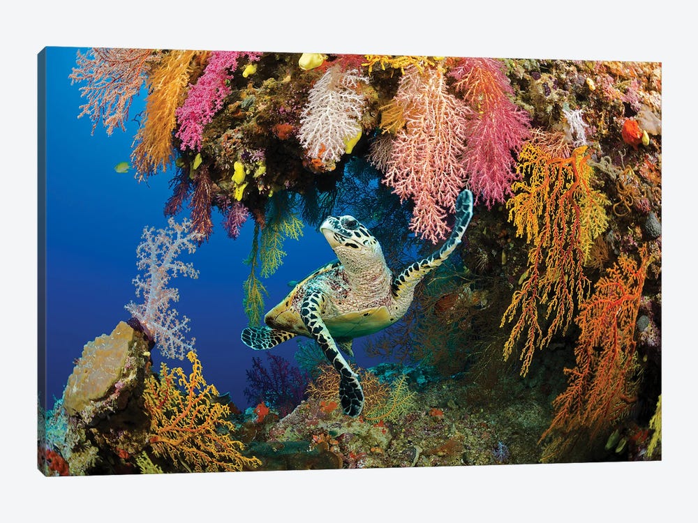 A Hawksbill Sea Turtle, Eretmochelys Imbricata, In A Colorful Overhang On A Reef In The Koro Sea, Fiji by David Fleetham 1-piece Canvas Art Print