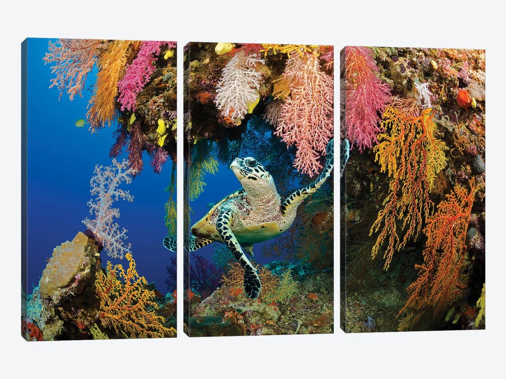 A Hawksbill Sea Turtle, Eretmochelys Imbricata, In A Colorful Overhang On A Reef In The Koro Sea, Fiji by David Fleetham 3-piece Art Print