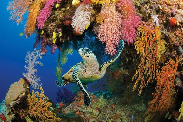 David Fleetham: A Hawksbill Sea Turtle, Eretmochelys Imbricata, In A Colorful Overhang On A Reef In The Koro Sea, Fiji by David Fleetham