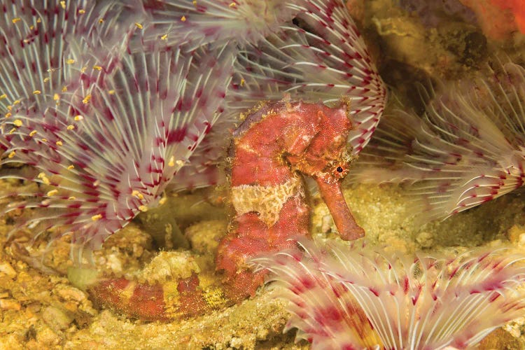 A Hedgehog Seahorse, Hippocampus Spinosissimus, In The Middle Of A Forest Of Feather Duster Worms, Philippines