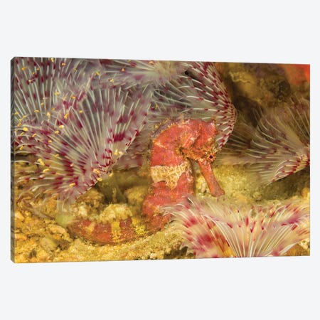 A Hedgehog Seahorse, Hippocampus Spinosissimus, In The Middle Of A Forest Of Feather Duster Worms, Philippines Canvas Print #DFH75} by David Fleetham Canvas Print
