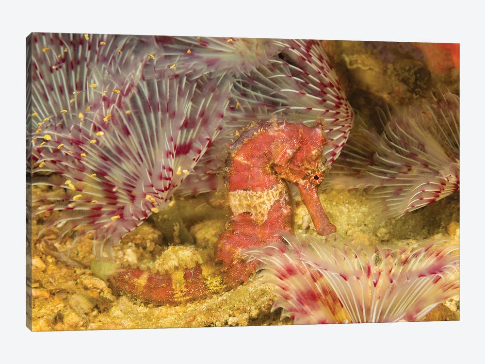 A Hedgehog Seahorse, Hippocampus Spinosissimus, In The Middle Of A Forest Of Feather Duster Worms, Philippines by David Fleetham 1-piece Canvas Wall Art