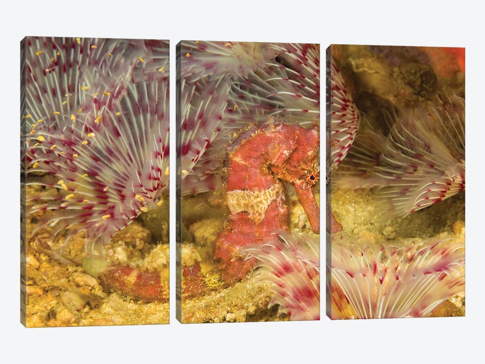 A Hedgehog Seahorse, Hippocampus Spinosissimus, In The Middle Of A Forest Of Feather Duster Worms, Philippines by David Fleetham 3-piece Canvas Wall Art