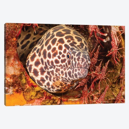 A Honeycomb Moray Eel, Gymnothorax Favageneus, Surrounded By Hinge-Beak Shrimp And A Cleaner Shrimp Canvas Print #DFH76} by David Fleetham Art Print