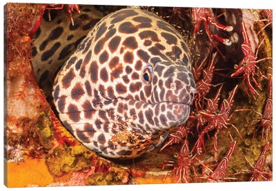 A Honeycomb Moray Eel, Gymnothorax Favageneus, Surrounded By Hinge-Beak Shrimp And A Cleaner Shrimp Canvas Art Print - David Fleetham