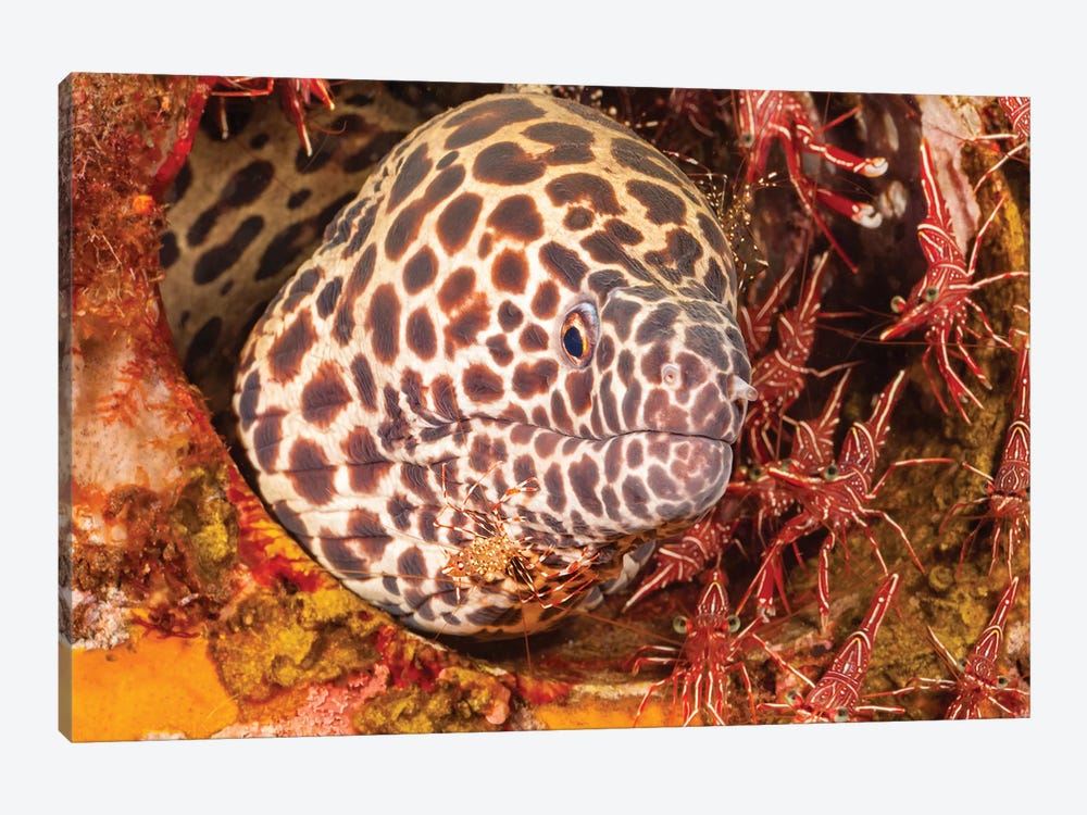 A Honeycomb Moray Eel, Gymnothorax Favageneus, Surrounded By Hinge-Beak Shrimp And A Cleaner Shrimp by David Fleetham 1-piece Canvas Print